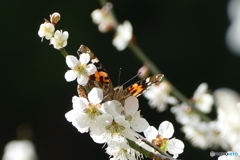 梅とアカタテハ１