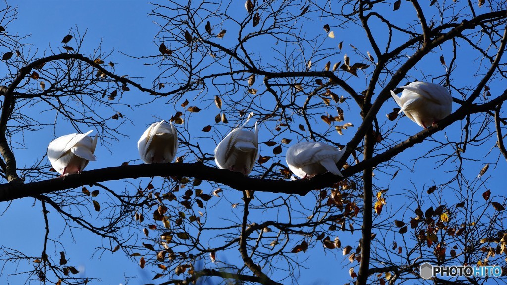 ＠鎌倉　鶴岡八幡宮
