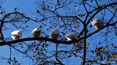 ＠鎌倉　鶴岡八幡宮