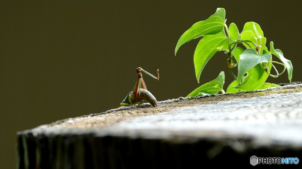 おーとっとっ！