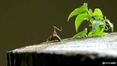 おーとっとっ！