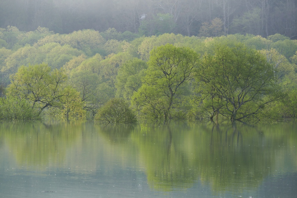 白川湖水没林４