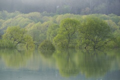 白川湖水没林４