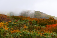 月山草紅葉４