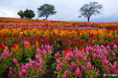 あたり一面の花