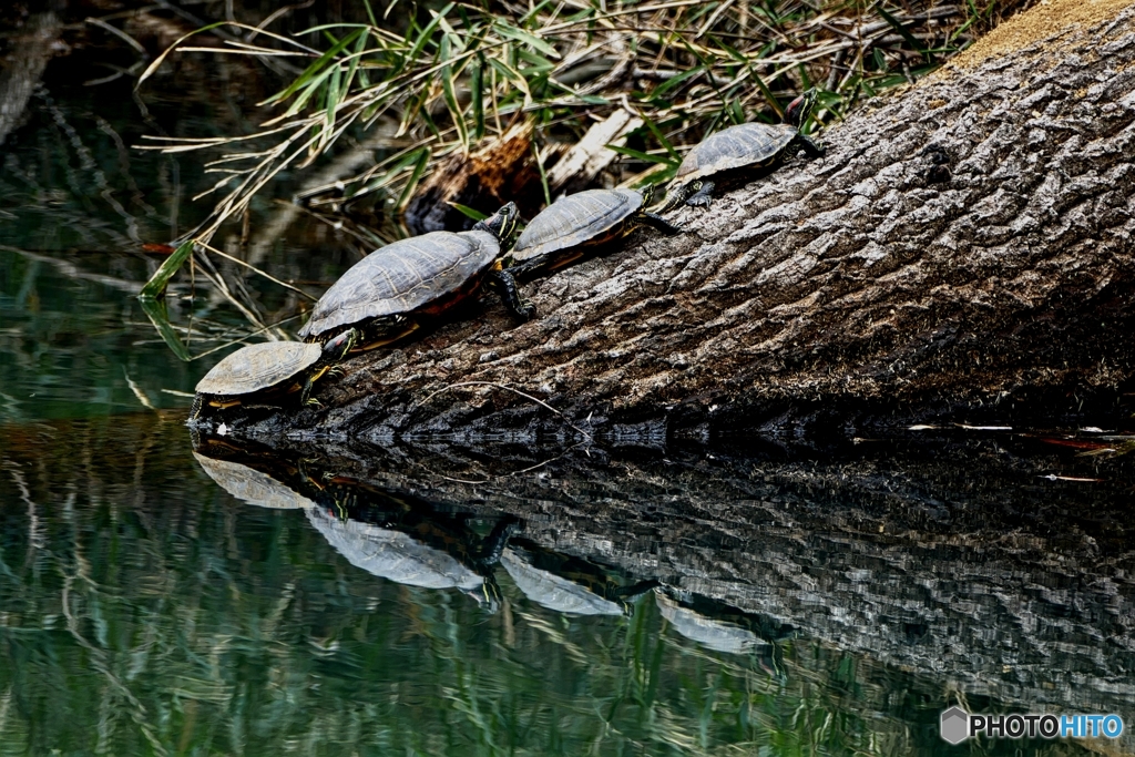 かめかめリフレクション