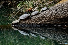 かめかめリフレクション