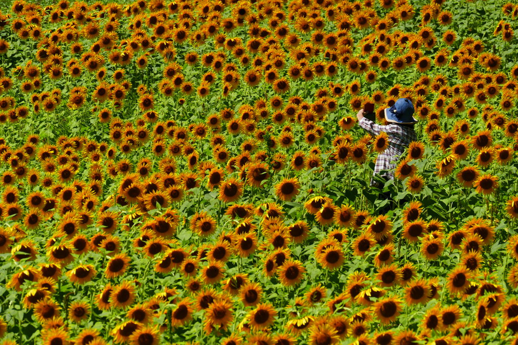 ヒマワリの中①