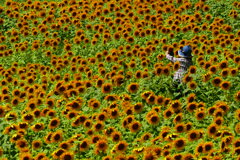 ヒマワリの中①