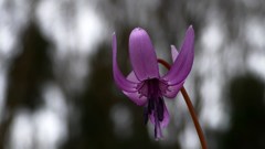 ローキーで春の花々