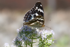 メスグロヒョウモン