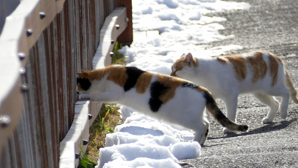 1180999なにか居るのかな？(*^^*)