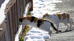 1180999なにか居るのかな？(*^^*)