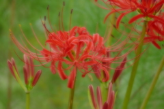 ソフトフォーカス