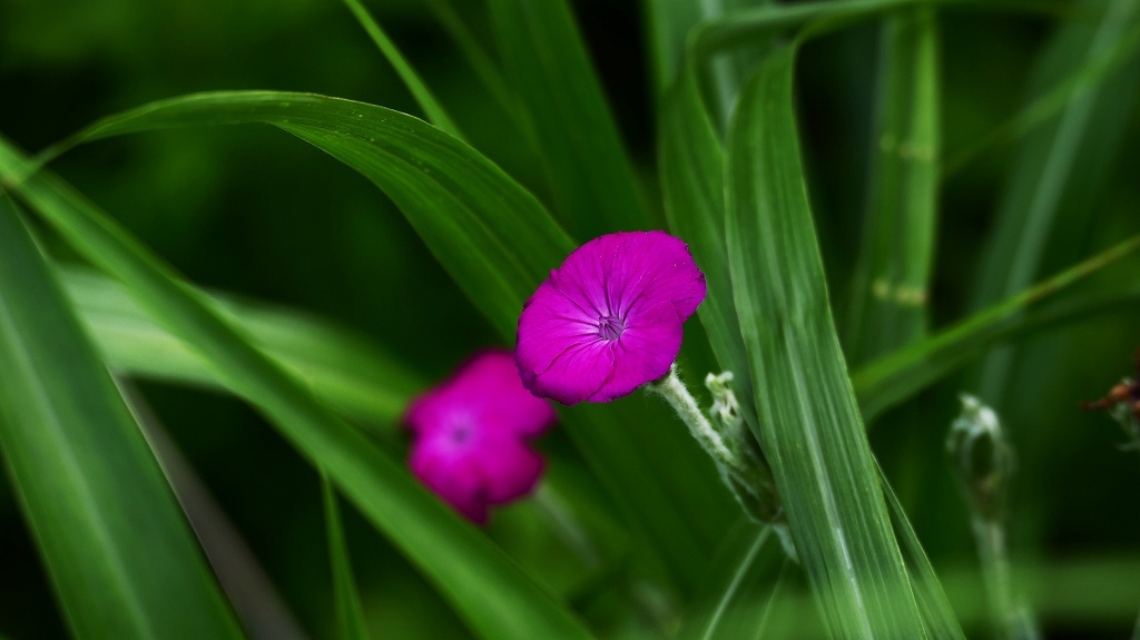 そっくりさん　２