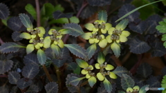 ＠城山カタクリの里