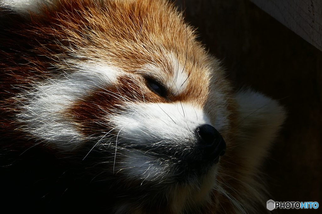 レッサーパンダ１