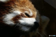 レッサーパンダ１