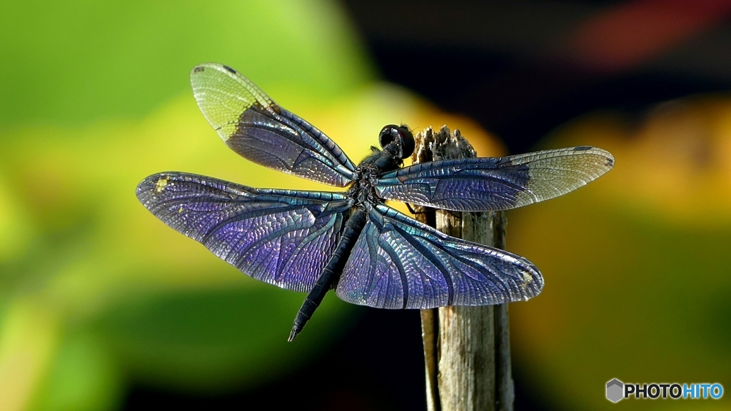 チョウトンボ  2
