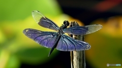 チョウトンボ  2