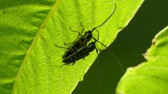 ヨツキボシカミキリ