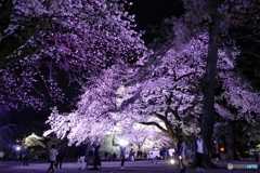 夜の小田原城１０