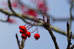 雨降りあとに３