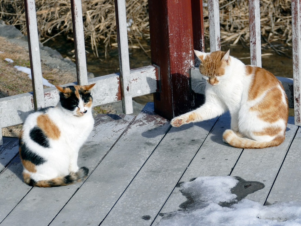 1180993ナイス、ボケ&ツッコミ(*^^*)