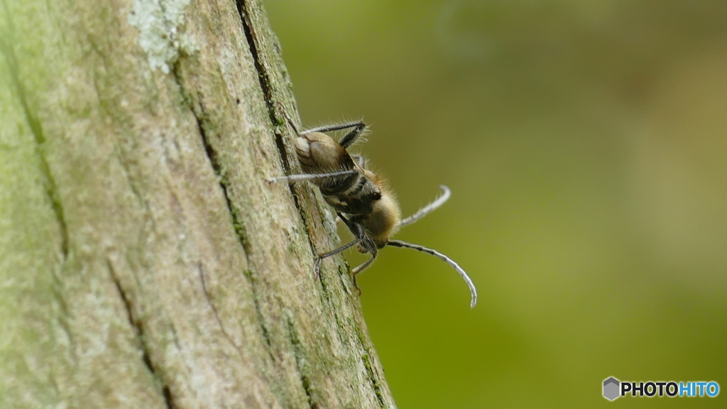 ケブカトラカミキリ
