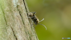 ケブカトラカミキリ