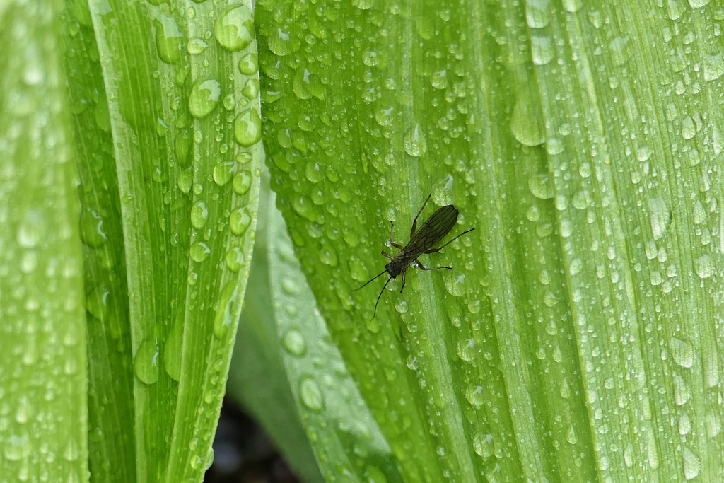 雨のなか②