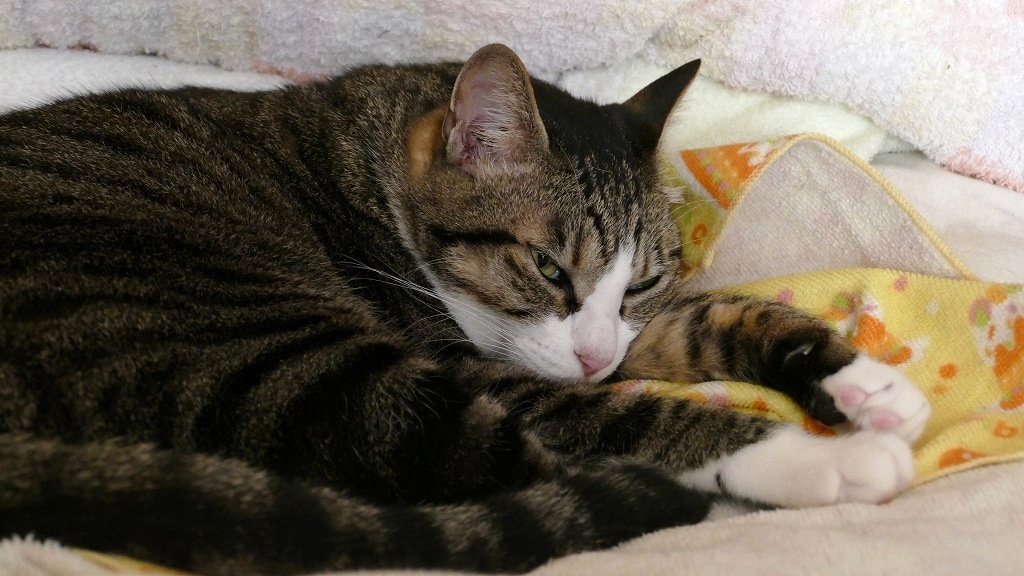 眠そうね・・・