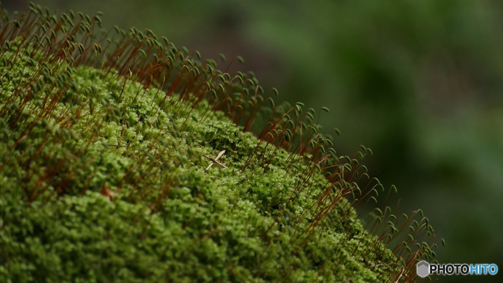 苔生す