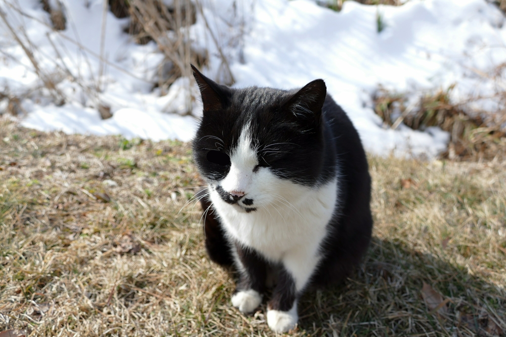 近所の野良にゃん１