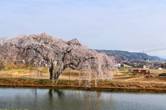 花園枝垂れ桜④