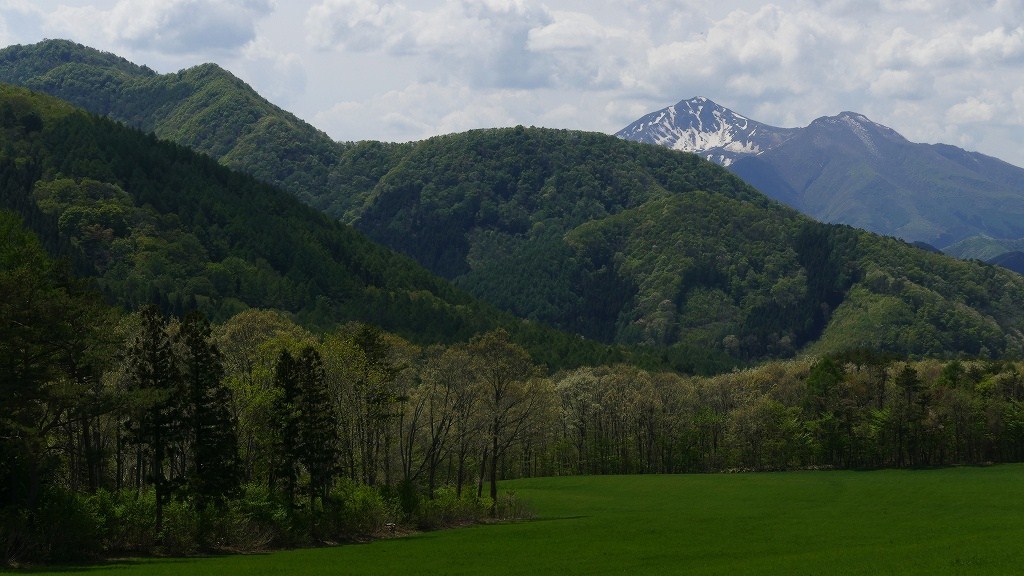 ハルゼミも真っ盛り