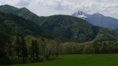 ハルゼミも真っ盛り