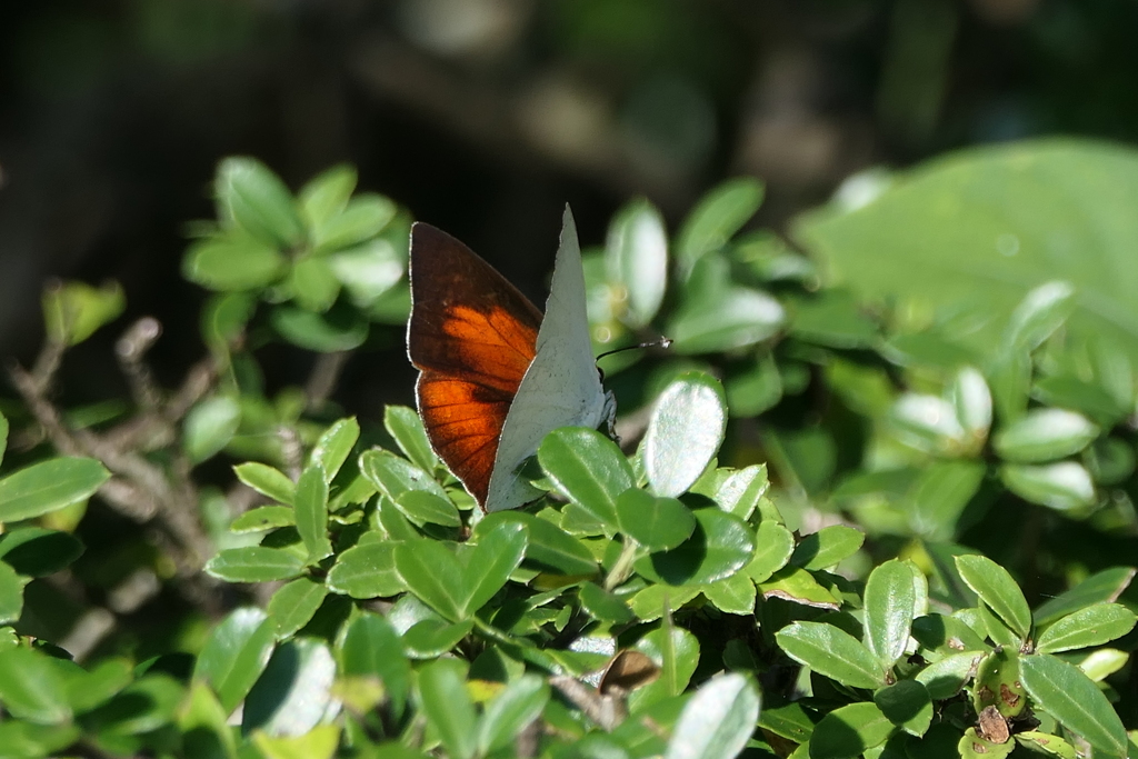 オレンジにドキッ！