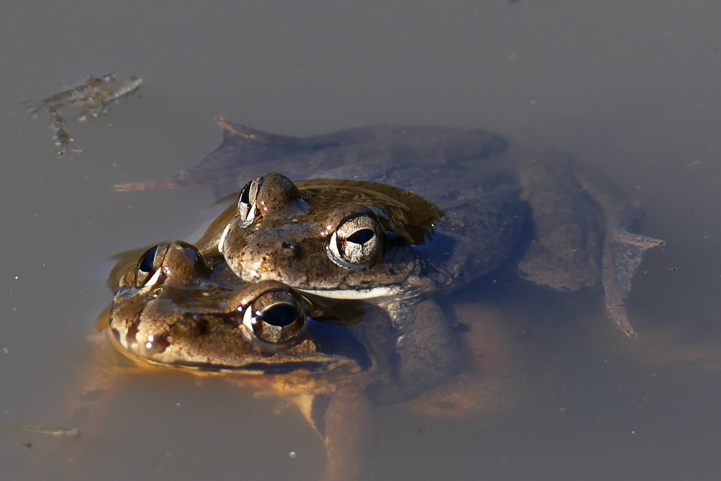 ヤマアカガエルの春