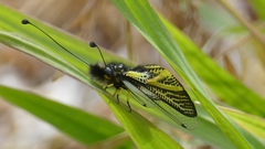 キバネツノトンボ