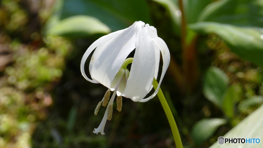 ＠城山カタクリの里