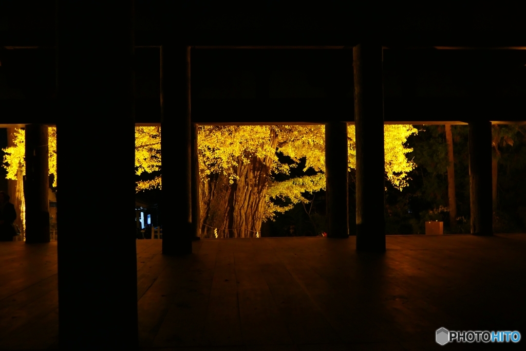 長床大イチョウ ４