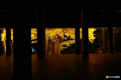 長床大イチョウ ４