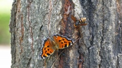 樹液酒場オープンしました