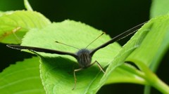 睨まれた・・・