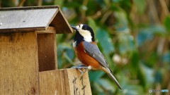 ＠鎌倉　明月院