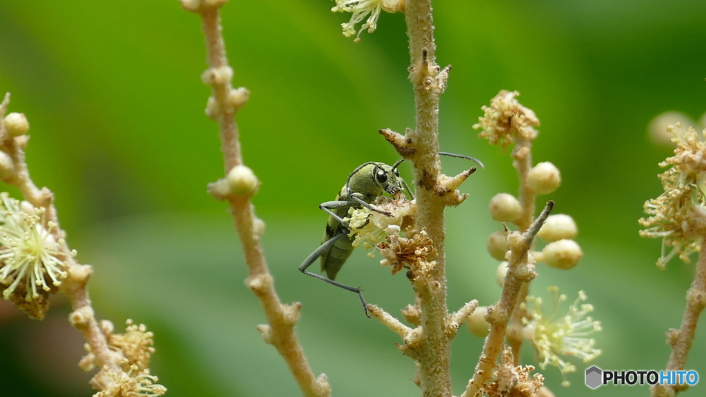 フタオビミドリトラカミキリ