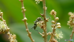 フタオビミドリトラカミキリ