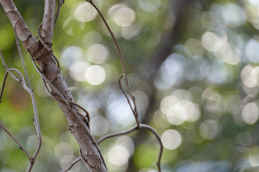 春の陽射しかな
