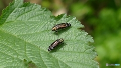 シロオビナカボソタマムシ